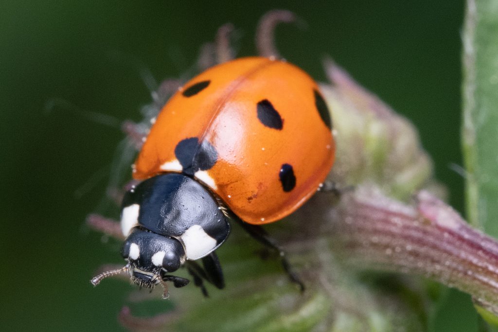 Seven-spotted Lady Beetle reference