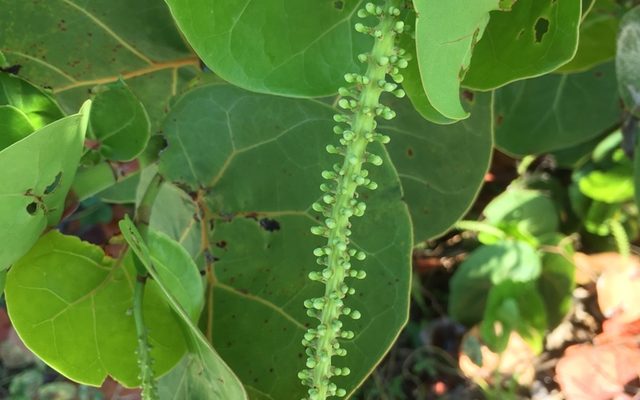 Sea Grape reference