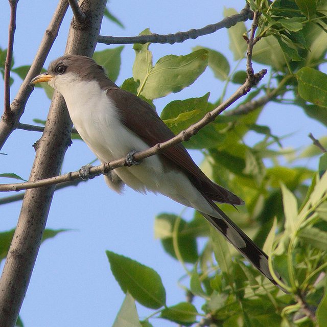 Yellow-billed Cuckoo reference