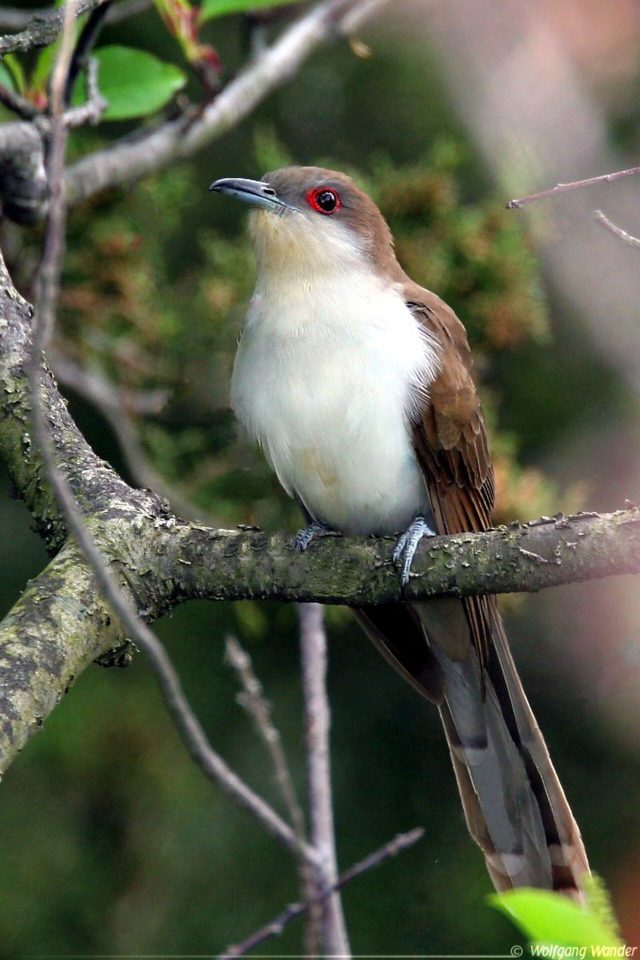 Black-billed Cuckoo reference