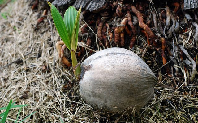 Coconut Palm reference