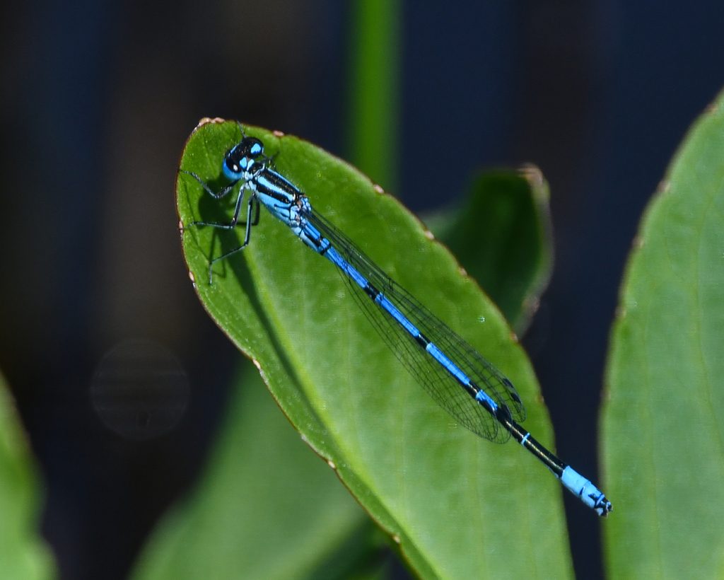 Azure Damselfly reference