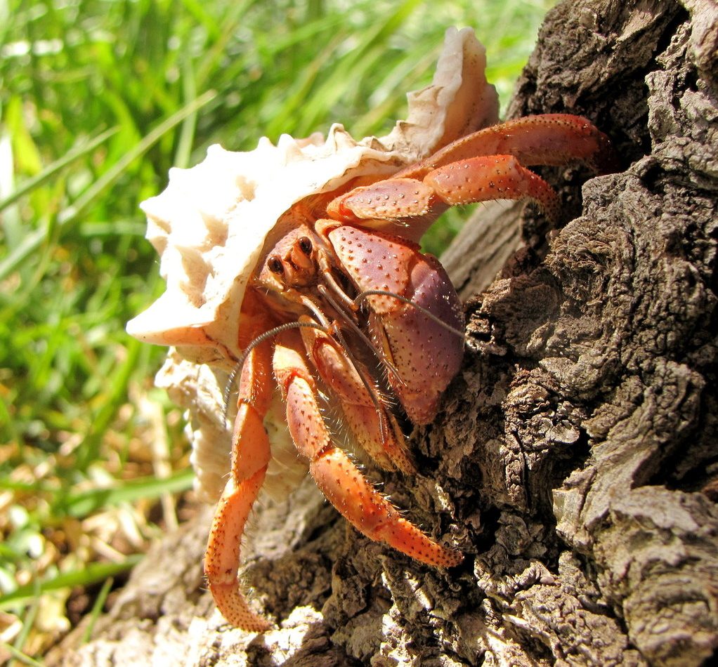 Caribbean Land Hermit Crab reference