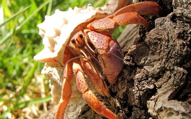 Caribbean Hermit Crab reference
