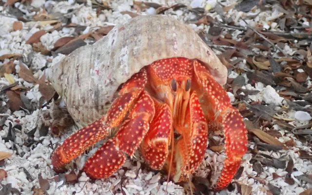 Strawberry Hermit Crab reference