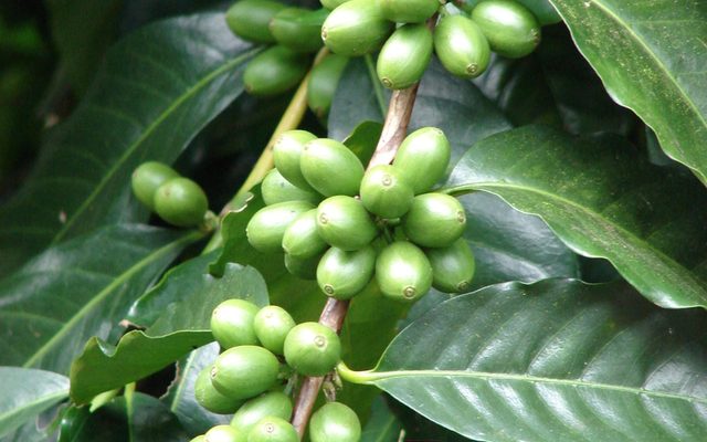 Coffee reference