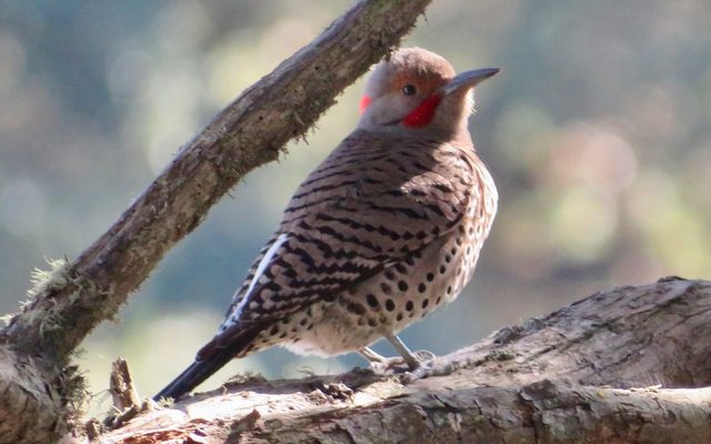 Northern Flicker reference