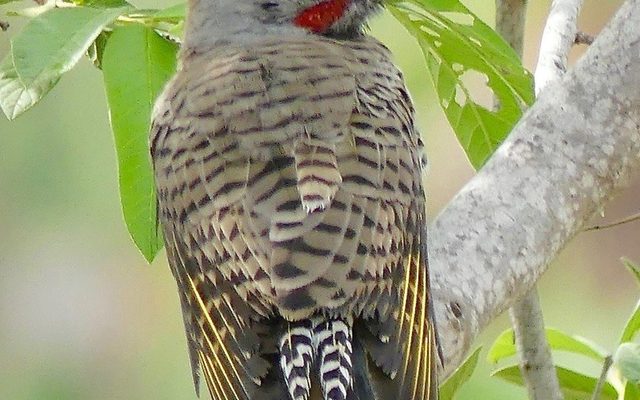 Gilded Flicker reference