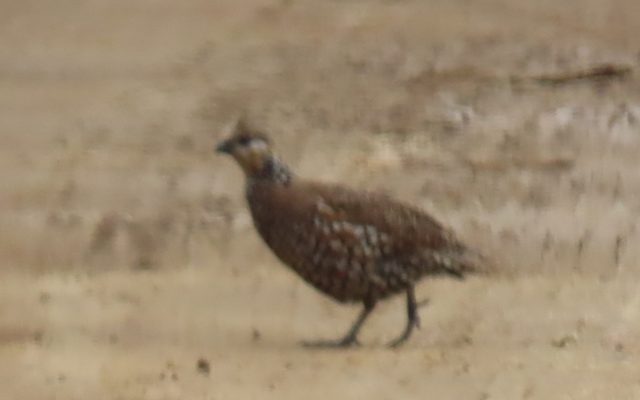 Crested Bobwhite reference