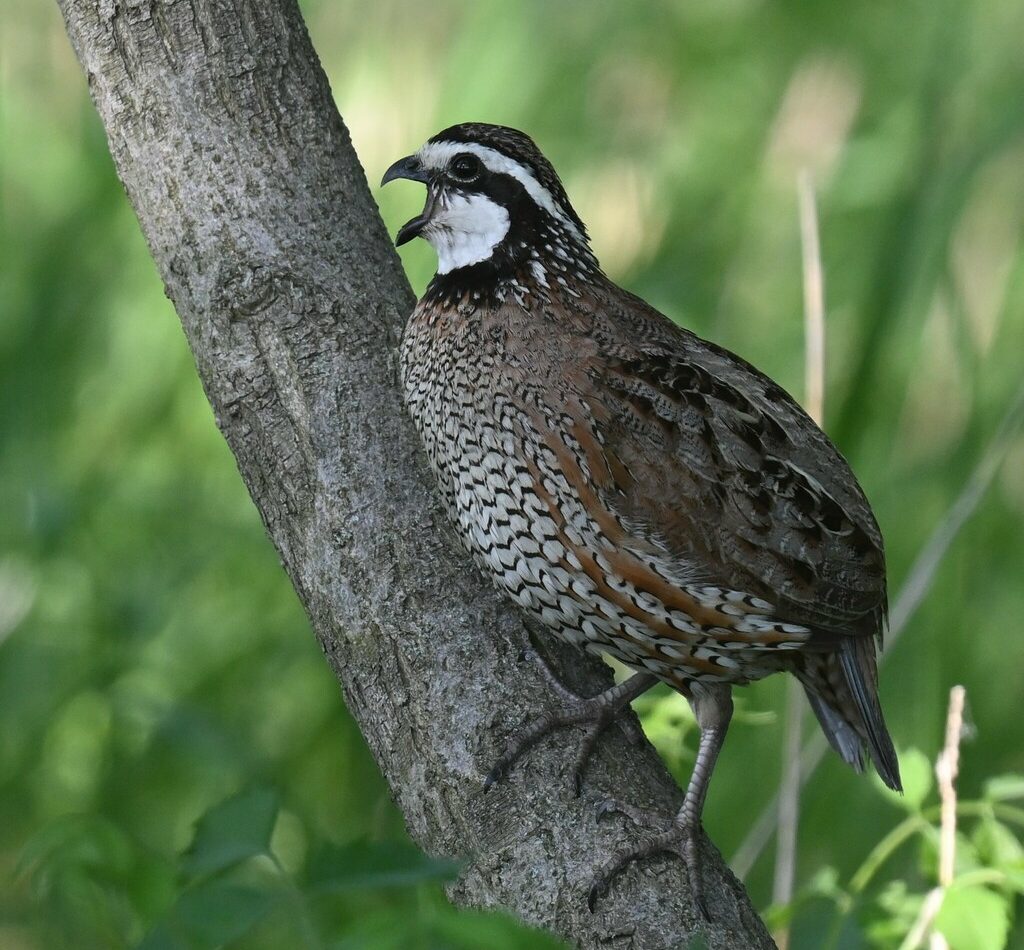 Northern Bobwhite reference