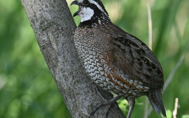 Northern Bobwhite reference