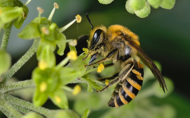 Ivy Bee reference