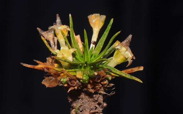 Antarctic Pearlwort reference