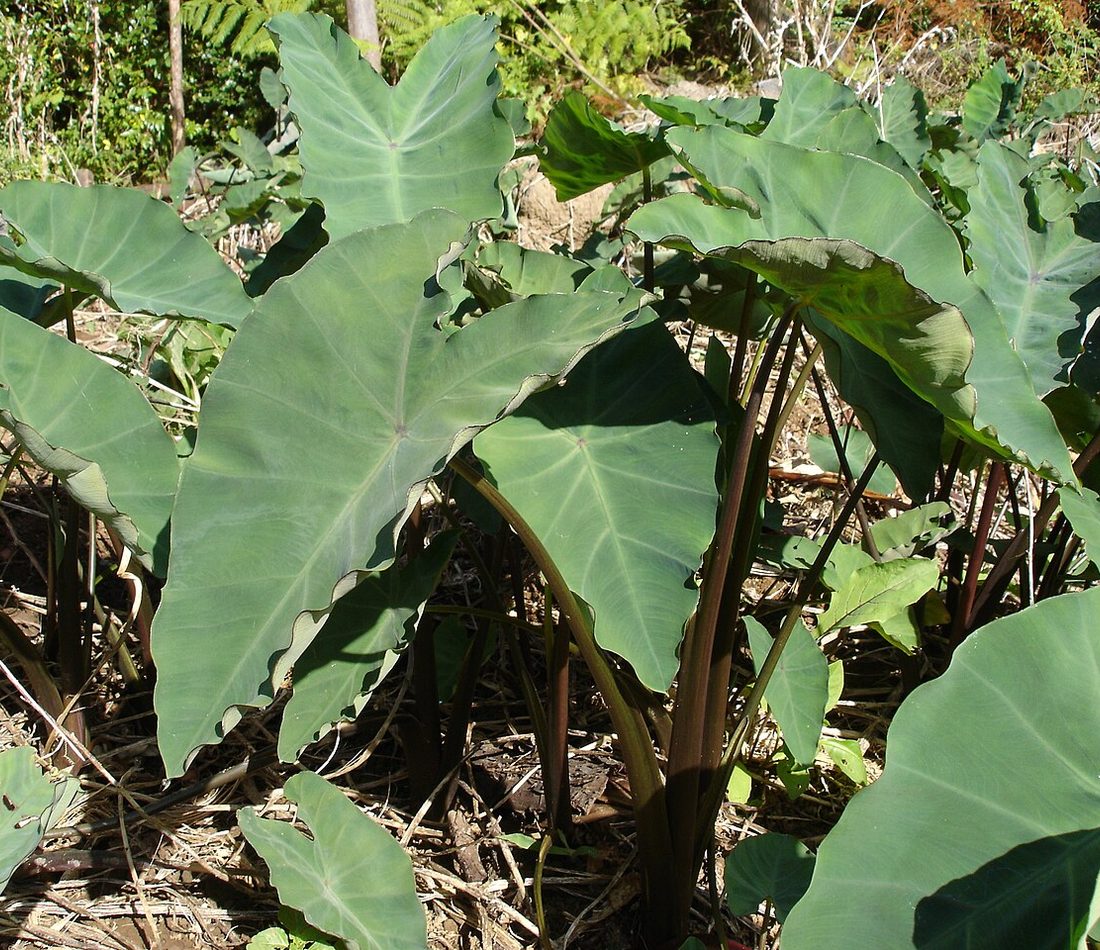 Taro reference