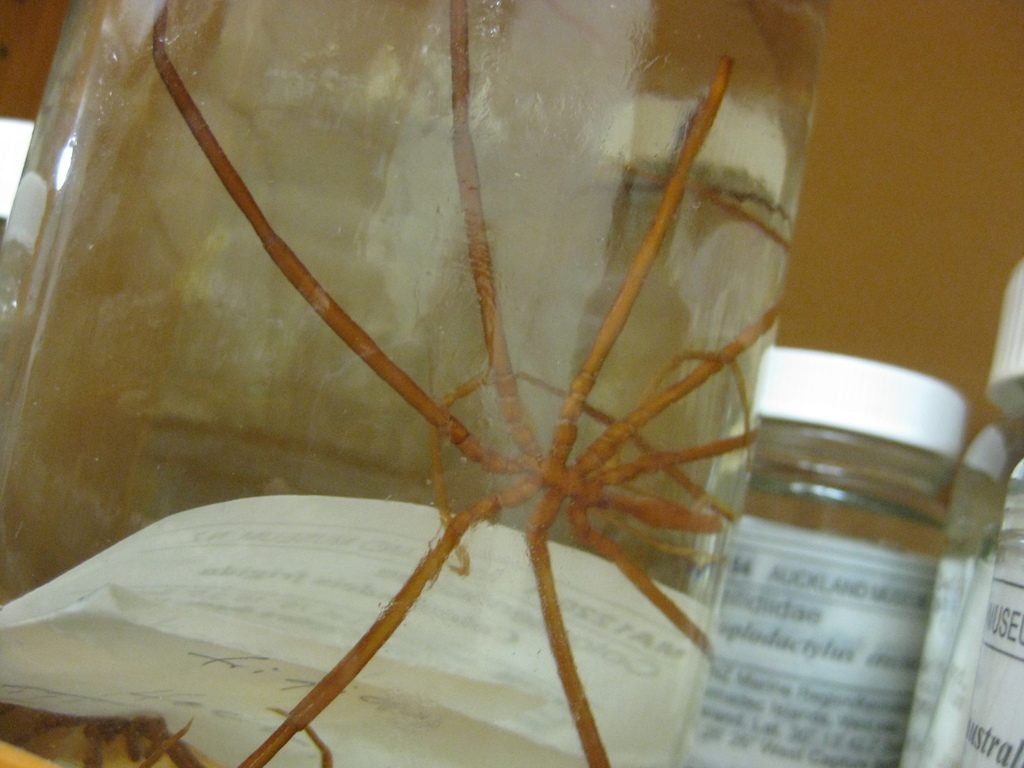 Giant Antarctic Sea Spider reference