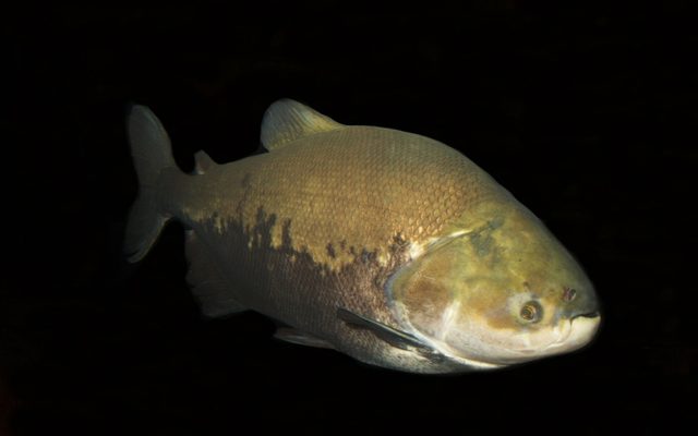 Tambaqui reference