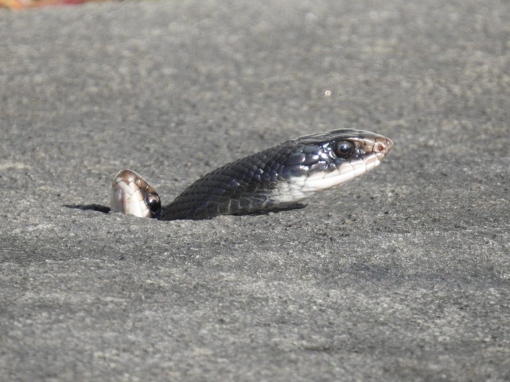 Southern Black Racer reference