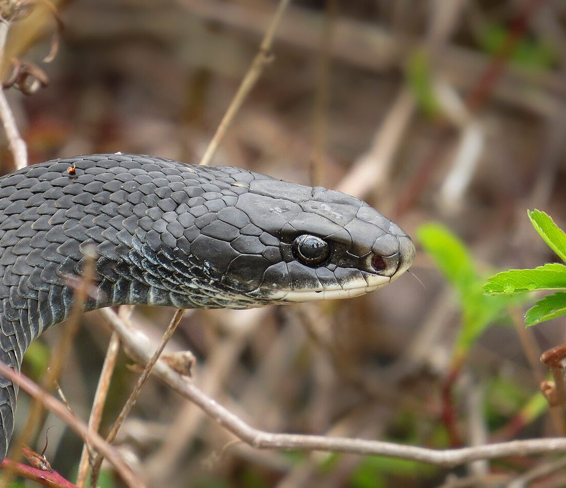 Coluber constrictor reference