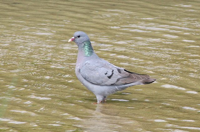 Stock Dove reference