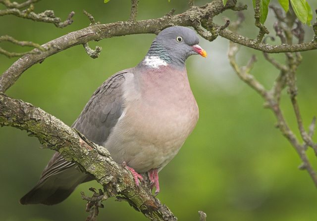 Wood Pigeon reference