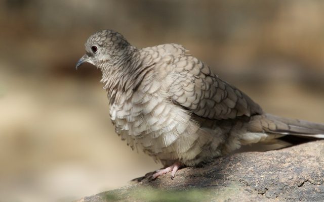 Inca Dove reference