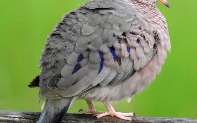Common Ground Dove reference
