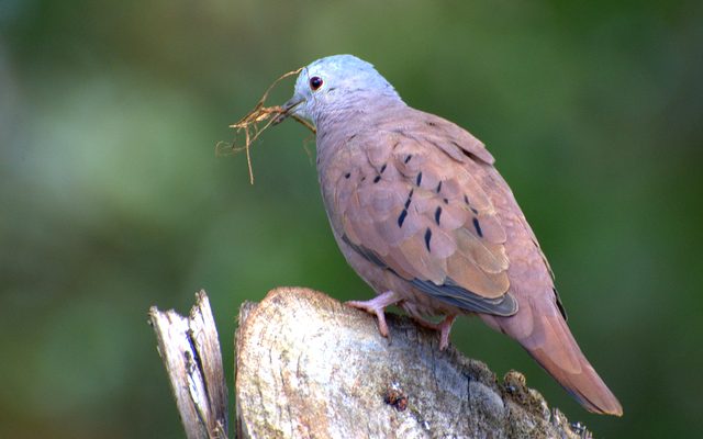 Ruddy Ground Dove reference