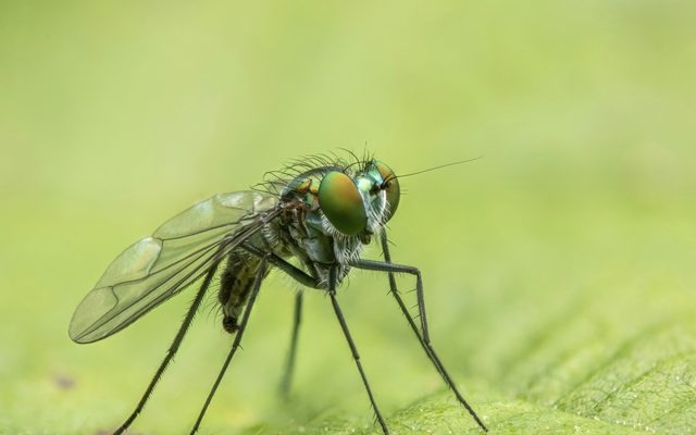 Band-winged Long-legged Fly reference