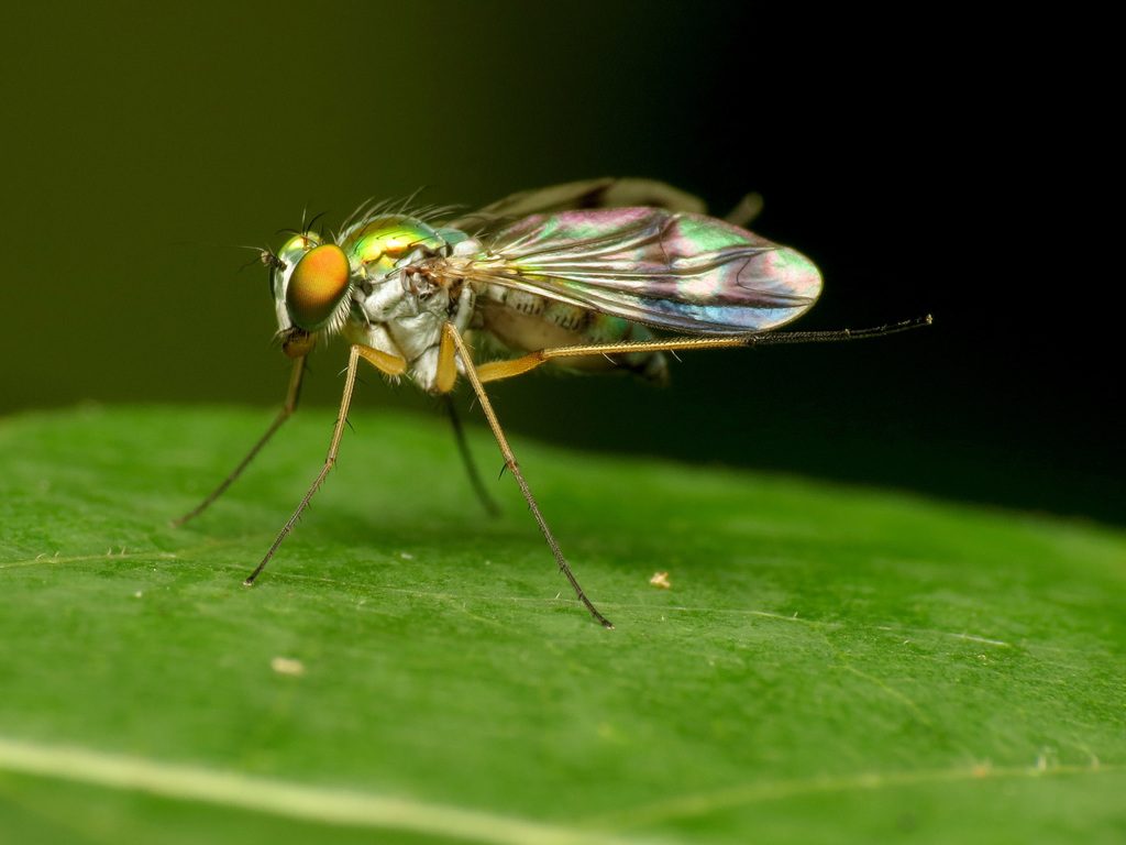 Condylostylus sipho reference