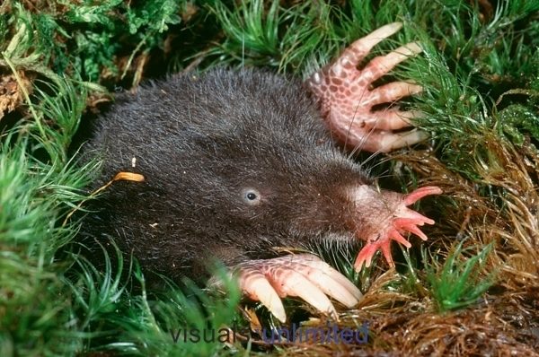 Star-nosed Mole reference