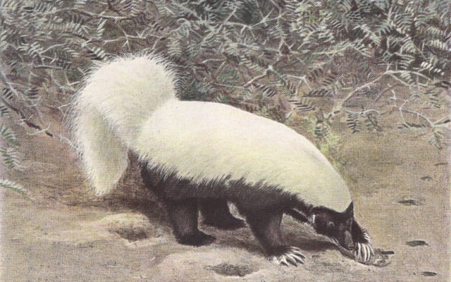 American Hog-nosed Skunk reference