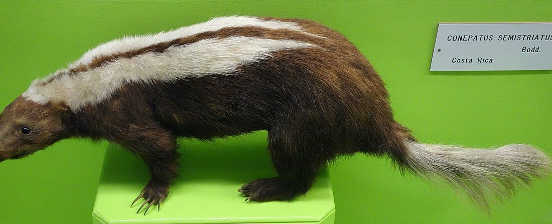 Striped Hog-nosed Skunk reference