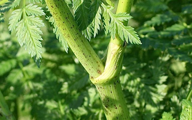 Poison Hemlock reference