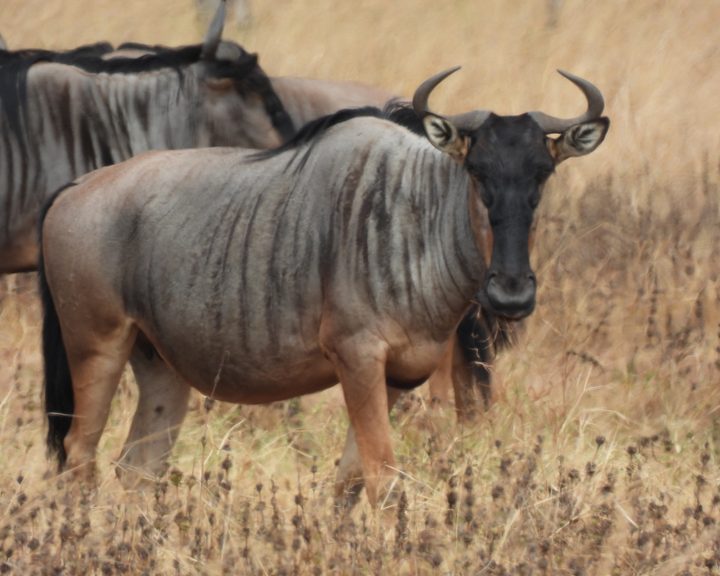 Nyassa Wildebeest