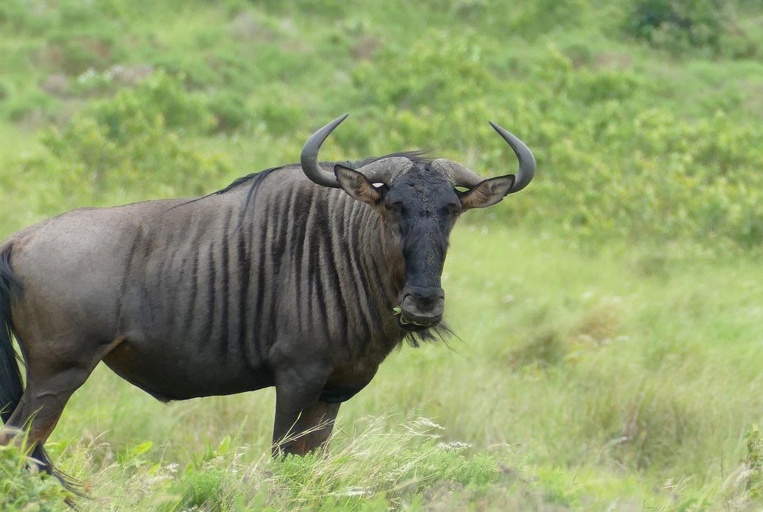 Blue Wildebeest reference