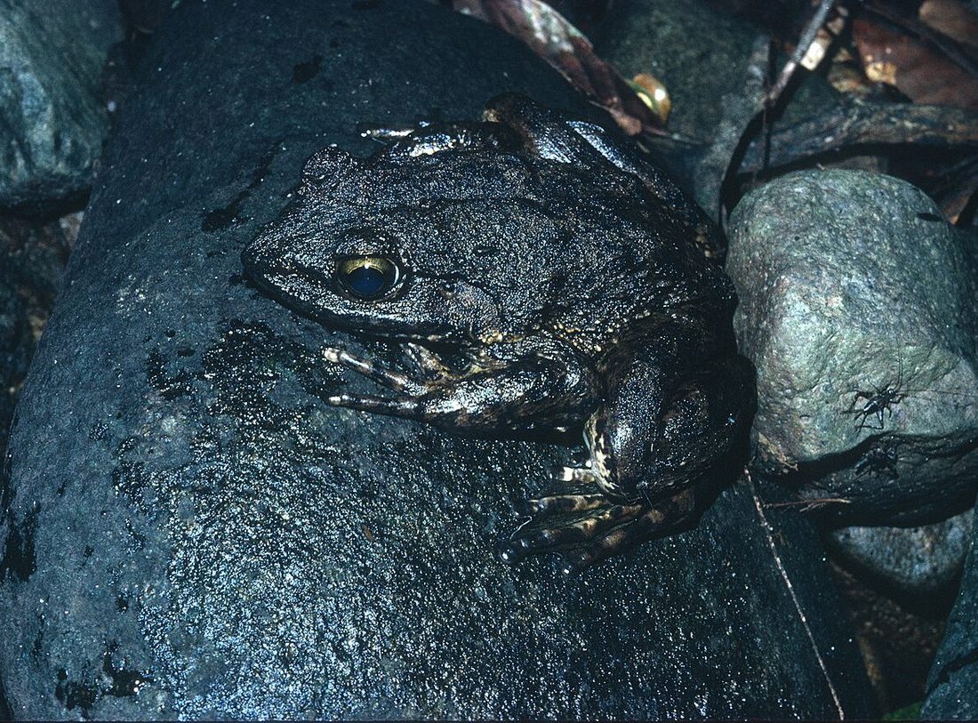 Goliath Frog reference