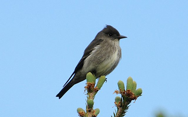 Olive-sided Flycatcher reference