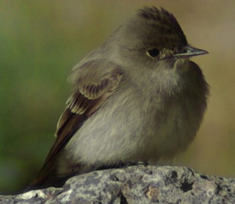 Western Wood-Pewee reference