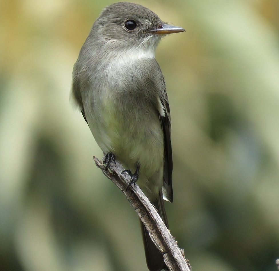Eastern Wood-Pewee reference