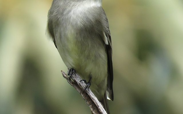Eastern Wood-Pewee reference