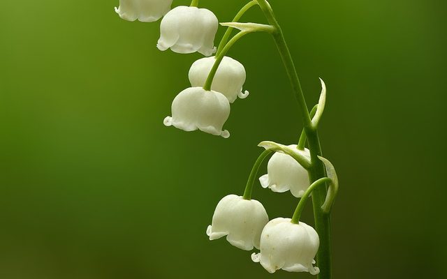 Lily of the Valley reference