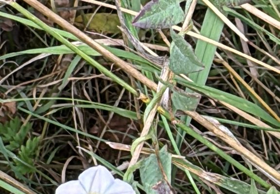 Field Bindweed reference