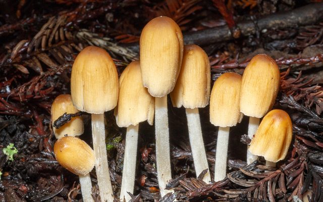 Glistening Inkcap reference