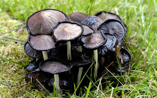 Common Ink Cap reference