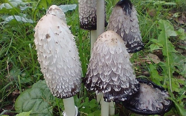 Shaggy Mane reference