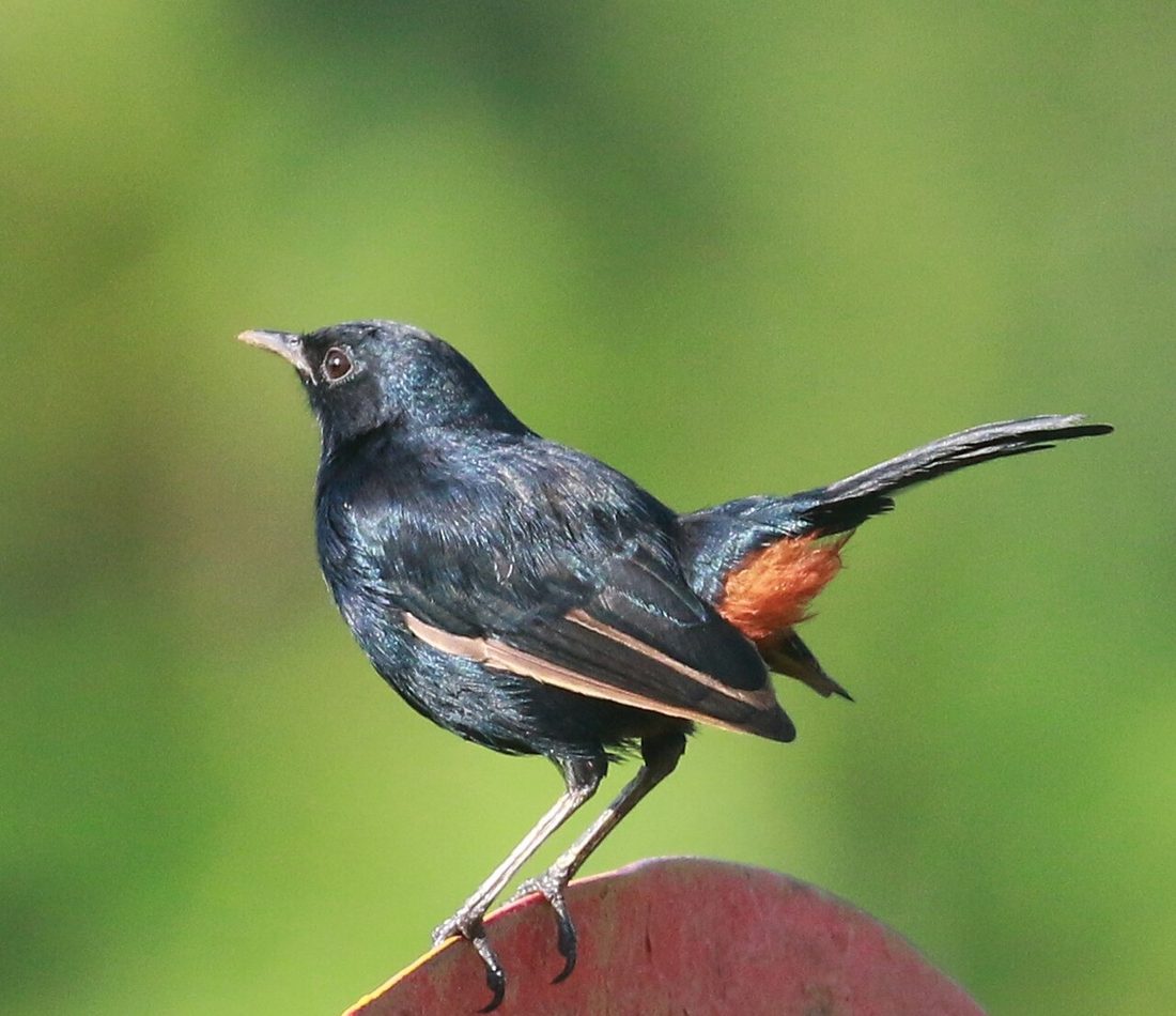 Indian Robin reference