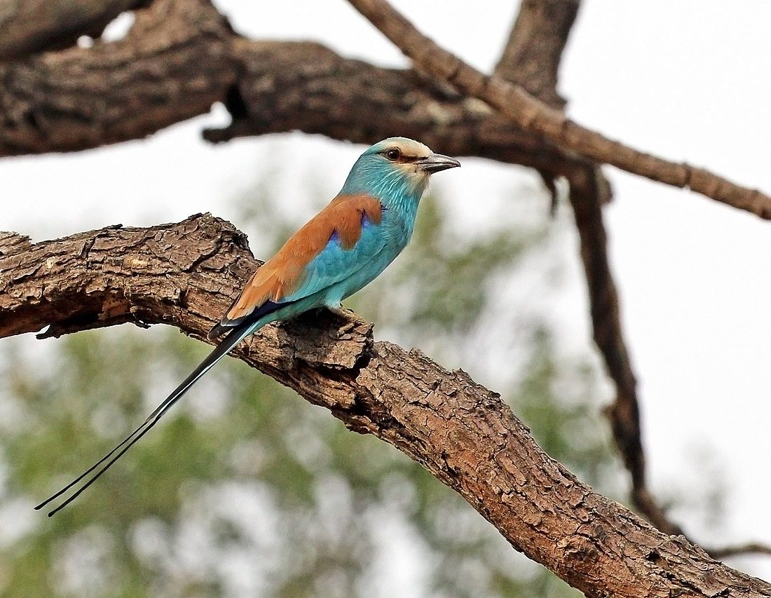 Abyssinian Roller reference
