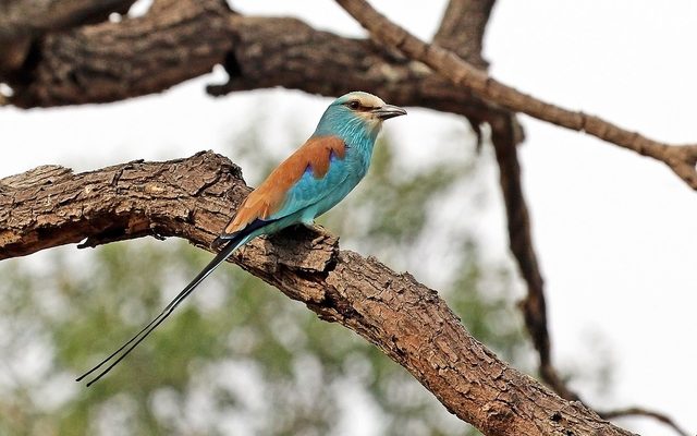 Abyssinian Roller reference