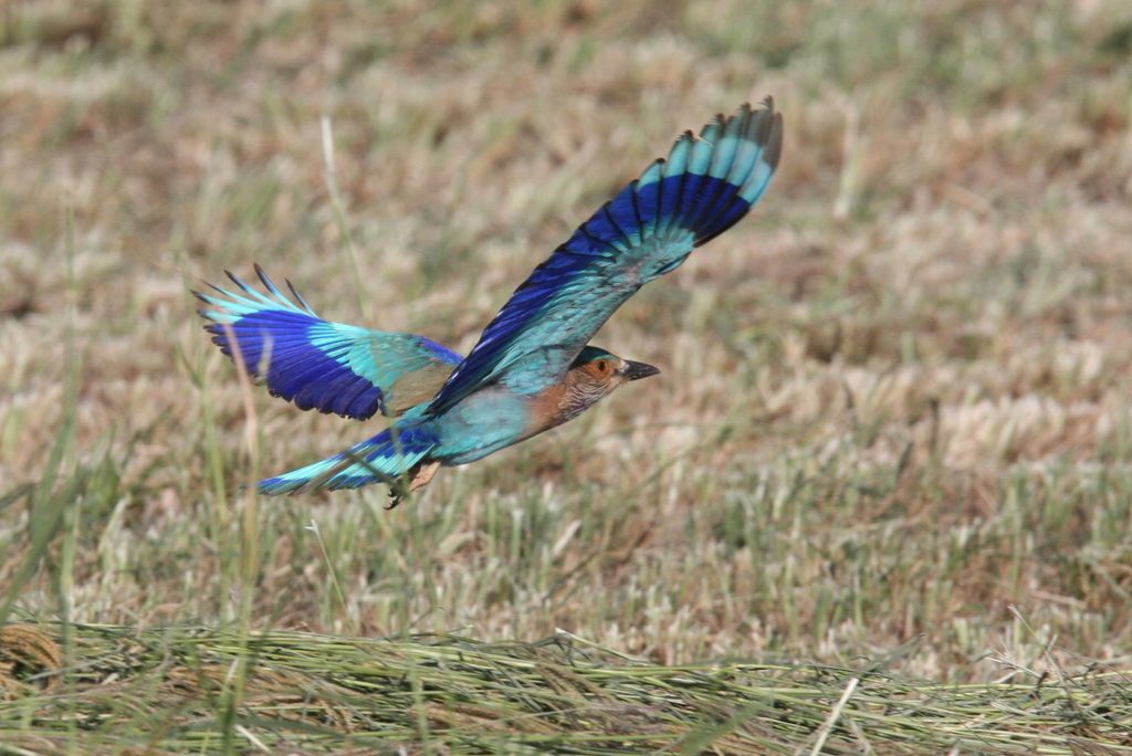 Indian Roller reference