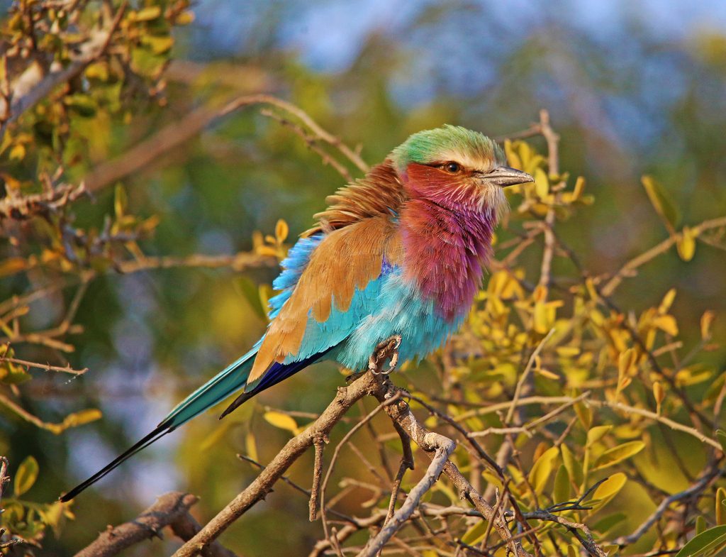 Lilac-breasted Roller reference